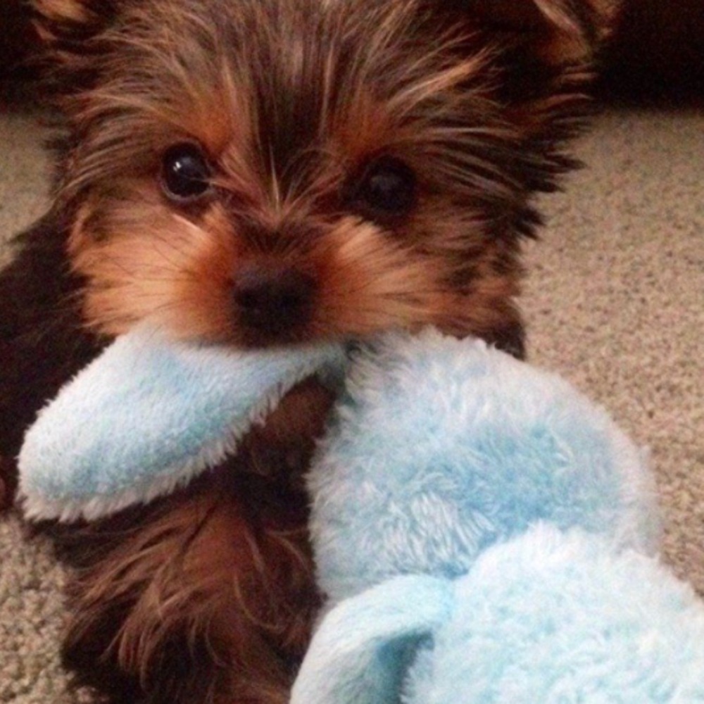 Meet your Posher, Gracyn